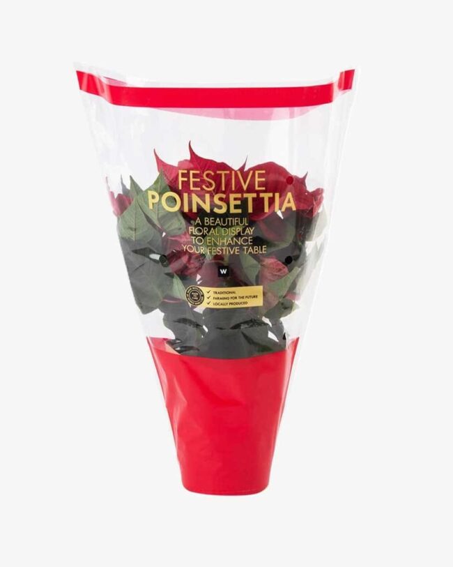 Red Festive Poinsettia