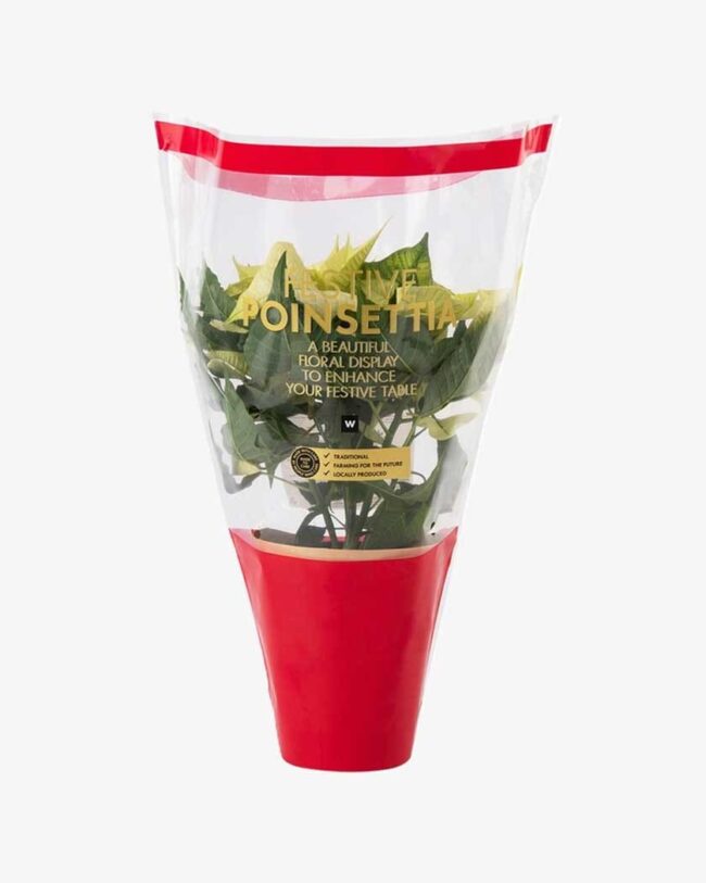 White Festive Poinsettia