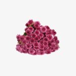 Purple Chrysanthemum